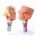 BuTkus Nasal Cavity Throat Anatomy Model 1:1 Human Nasopharynx Laryngopharyngeal Nasal Cavity Oral Cavity Pharynx Larynx Anatomical Model