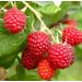Red Raspberry Seed Oil Organic Cold Pressed Unrefined Natural 2 Fl Oz - Buy Online on GoSupps.com