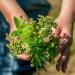 Premium Quality Coriander Seeds 250g - Fresh & Fragrant for Tea Cooking & Baking - Global Shipping - Buy Online on GoSupps.com