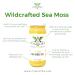 Wildcrafted Golden Sea Moss Gel - 100% Natural, Gluten-Free, Vegan & Non-GMO - 8oz - Buy Online on GoSupps.com