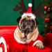 Christmas Pet Headband - Adjustable Reindeer Antlers & Moose Costume for Dogs & Cats | Perfect Holiday Gift Outfit - Buy Online on GoSupps.com