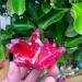 Natural Crystal Rough 1pcs Beautiful Rose Flame Aura Quartz Crystal Cluster Specimen - Buy Online on GoSupps.com