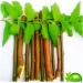OMC Organic Neem Stick Datun Brush 10pcs - Natural Oral Care for Strong Teeth and No Germs - Buy Online on GoSupps.com