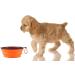 Axgo Foldable Silicone Dog Bowl - Portable Travel Feeder for Outdoor Drinking Water - Orange - Buy Online on GoSupps.com