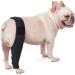 Toddmomy Pet Injury Knee Puppy Leg Brace Knee for Dogs Dog Knee Protectors Dog Leg Brace Dog Supplies Dog Knee Cover Dog Injured Knee Dog Leg Cover Pet Injury Supply S As Shown - Buy Online on GoSupps.com