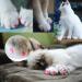 Seminismar 40pcs Cat Nail Covers - Soft Claw Protector & Safe Anti-Scratch Paw Caps for Cats & Dogs (Size M) - Buy Online on GoSupps.com