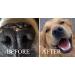 100% Natural Dog Nose and Paw Balm - A Soothing Nose Balm for Dogs to Heal Dry Crusty and Chapped Noses and Paw balm for Dry and Cracked Paws - Easy to apply Dog Nose and Paw Cream - Buy Online on GoSupps.com