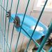 SHINYLYL Bird Bath Tub Bowl Hanging Toy for Parrot Budgie Cockatiel Cage (Blue) - Buy Online on GoSupps.com