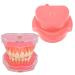 Dental Soft Gum Standad Typodont Study Model with 28 Removable Teeth & Cheeks - Ultimate Dental Training Tool - Buy Online on GoSupps.com