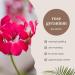 Rose Geranium Essential Oil - 100% Pure & Uncut - 1 fl oz | GreenHealth | International Shipping Available - Buy Online on GoSupps.com