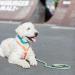Trixie Dog Leash Cavo V-Line S-M 2.00m 12mm - Adjustable Outdoor Leash for Small to Medium Dogs - Indigo/Royal Blue - Buy Online on GoSupps.com