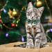YUJUN 3Pack Christmas Cat Collars with Bow tie and Bell - Adjustable Plaid Snowflake Collar for Kittens - Breakaway Buckle Safety for Puppy - Buy Online on GoSupps.com