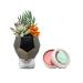 Bath & Body Works Plug Geo Succulent Nightlight Wallflowers Fragrance Plug and a Strawberry Lip Balm.