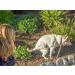 PawCheck P-Scoop Dog Urine Collector - Telescopic Urine Catcher | Extends to 29 - Buy Online on GoSupps.com