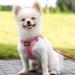 Suredoo XXS Pink Dog Harness with Leash - Reflective Anti-Train Chest Harness for Small Dogs Puppies & Cats - Buy Online on GoSupps.com