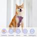 Shop Pawaii: Personalized Dog & Cat Brands QR Code Address Tags Noiseless Wear-Resistant Silicone for Dogs - Buy Online on GoSupps.com