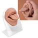 Soft Silicone Tongue & Mouth Model with Acrylic Stand - Perfect for Piercing Practice & Jewelry Display | Teaching Aids (Flesh Blonde - Buy Online on GoSupps.com