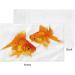 Zimbro Cute Goldfish Towels - Fluffy, Soft, Absorbent & Durable - Buy Online on GoSupps.com