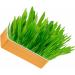 Hydroponic Cat Grass Kit Hydroponics Growing System Garden Kit Soil Growing Catnip Cat Grass with Planting Box for Indoor Household (Blue Orange) - Buy Online on GoSupps.com