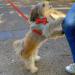 Premium H-Shape Hunding Harness for Dogs - Adjustable Velvet Leash & Loop | Small Medium Large - Red Color Size L - International Shipping - Buy Online on GoSupps.com