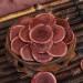 Chinese Deer Antler Slices Health Care Function Improve Resistance and Immunity (100 Grams) - Buy Online on GoSupps.com