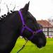 Halter for horse warmblood thoroughbred cold blood - stable halter pasture 2 compartment adjustable to chin straps and neck pieces safe & tearproof (purple warm blood (full)) purple Warmblut (full)