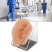 Silicone Human Ear Model with Display Stand - Acupuncture & Piercing Practice Tool - Buy Online on GoSupps.com