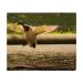 Azeeda 2 x 'Duck Landing on Water' Microfiber Lens / Glasses Cleaning Cloths (LC00006325)
