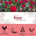SALKING Rose Essential Oil 120ml - 100% Pure Natural Therapeutic Grade Aromatherapy Oil for Skin Care - Fragrance Oil for Diffuser - Relax and Sleep - Ideal Gift for Women - Buy Online on GoSupps.com