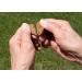 Darford Zero/G Roasted Duck Recipe Dog Treats (Value Pack of 6 / 340g Pouches) - Buy Online on GoSupps.com