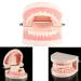 TYTOGE Standard Dental Model - PVC Teaching Tool for Kids | Dental Study & Instruction - Buy Online on GoSupps.com