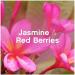 Lenor Fabric Conditioner 26 Washes 858ml Wellbeing Collection Jasmine & Red Berries Scent 5 Bottles Pack + for You: Organza Small Bag - Buy Online on GoSupps.com