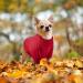 Cozy Dog Sweaters for Small Dogs | Winter Knitting Coats for French Bulldogs & Puppies | Red XXL Pet Clothing - Buy Online on GoSupps.com