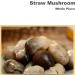 Brotherhood Whole Straw Mushrooms 425g - Premium Quality | Buy Online - Buy Online on GoSupps.com