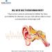 EARasers Noise Cancelling Earplugs - Reusable Noise Reduction Musicians Earplugs for Concerts  Djs  19dB Peak Reduction Medium - Buy Online on GoSupps.com