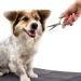 7-Part Animal Care Set | Schillerglanz Sparset - Claw Scissors Fur Brush Tick Pliers & More for Dogs Cats & Small Animals - Buy Online on GoSupps.com