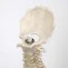 3B Scientific A18/21 Mini Human Spinal Column Model "Flexible" on Base 17.3-Inch Height - Buy Online on GoSupps.com