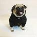 Lifewheel Warm Winter Dog Coat & Hoodie - Black XL Pet Sweater for Small Dogs & Cats - Buy Online on GoSupps.com