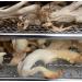 King Oyster/ White Elf Shredded Gourmet Wild Dried Mushrooms (Pleurotus Cystidiosus) 40g The Lincolnshire Mushroom Co. - Buy Online on GoSupps.com