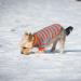 Dog Jumpers Striped Dog Sweater Coral Fleece Chihuahua Jumper Winter Dog Coats Dog Clothes Soft Warm Sweatshirt Pullover Vest Outfit for Cold Weather Apparel for Small Medium Dogs Puppy Cat Pet M M Green - Buy Online on GoSupps.com