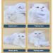 Petjanica Home: Nursing Towels & Wet Wipes for Dogs & Cats | Cleaning Gloves & Desodorative Towels for Pets - Buy Online on GoSupps.com