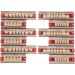 Synthetic Resin Tooth Acrylic Resin Denture Teeth Dental Synthetic Resin False Teeth for Denture Models DIY Projects Professional Dentist Supplies - Buy Online on GoSupps.com