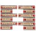 Art Resin Tooth Acrylic Resin Prosthesis - Professional DIY Dental Models & False Teeth Solutions - Buy Online on GoSupps.com