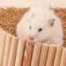 Rat Ladder Bridge Wooden Hamster Climbing Ladder and Swing Small Animal Bendable Fence Climbing Stair Toy Cage Accessories for Bird Parrot Hamsters Chipmunks - Buy Online on GoSupps.com