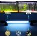 Submersible Aquarium Clean Light 11W (HUV-11) - Clear Green Algae, Waterproof Lamp for Fish Tank & Pond - Buy Online on GoSupps.com