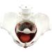 Life Size Female Pelvis Skeleton Model | Colored Pelvic Floor with Muscles | 4 Removable Parts for Nursing & Health Education - Buy Online on GoSupps.com