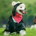 Itoda Winter Dog Trapper Hat with Ear Holes - Adjustable PU Leather Pet Cap for Cold Weather Protection - Warm Flying Cap for Dogs & Cats - Buy Online on GoSupps.com