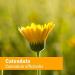 Herb Pharm Calendula Tincture 1 fl oz (30 ml) - Natural Healing & Skin Care - Buy Online on GoSupps.com
