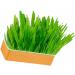 Hydroponic Cat Grass Kit Hydroponics Growing System Garden Kit Soil Growing Catnip Cat Grass with Planting Box for Indoor Household (Blue Orange) - Buy Online on GoSupps.com