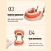 Dental Teeth Model B-28 with Soft Gums & Removable Teeth - Ideal Teaching Aid for Dentists | International Shipping - Buy Online on GoSupps.com